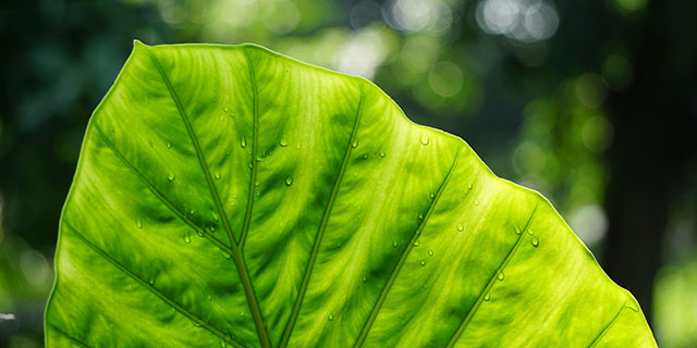 SACE per l'ambiente